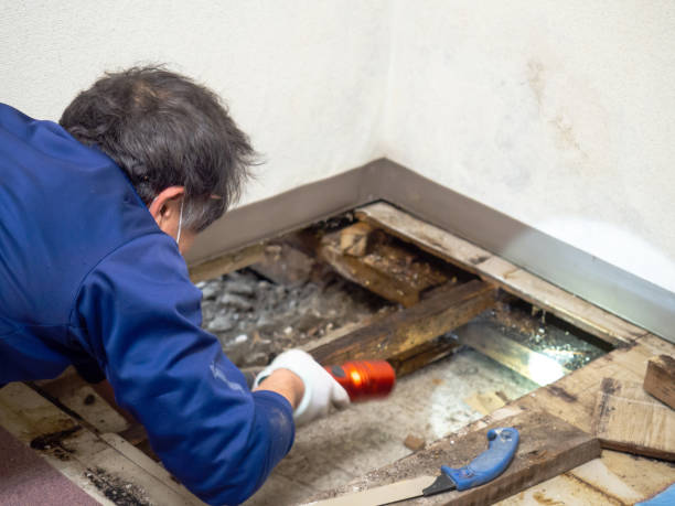 Best Kitchen Mold Remediation in Lansdowne, VA