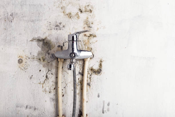 Best Black Mold Remediation in Lansdowne, VA