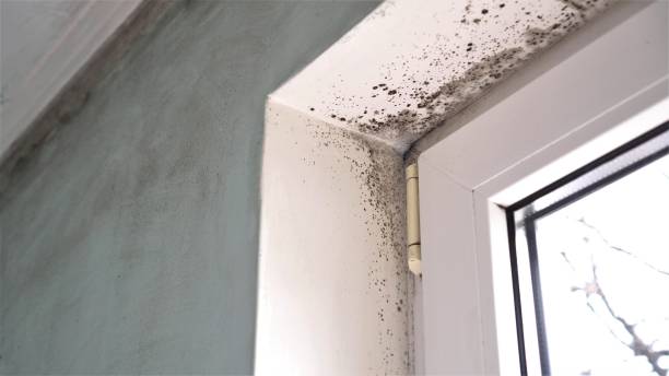 Best DIY Mold Remediation Support Services in Lansdowne, VA