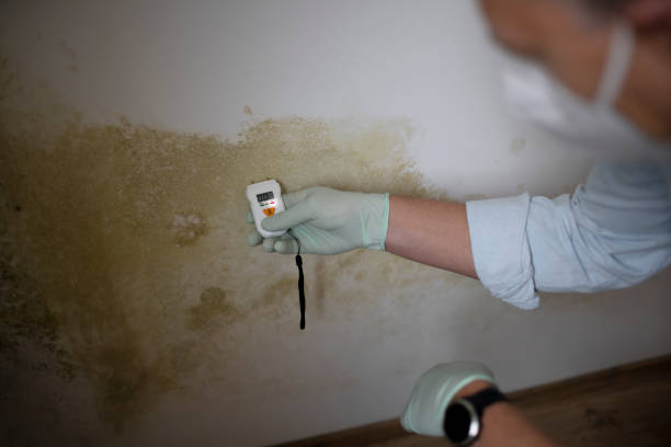 Best Insurance-Related Mold Remediation in Lansdowne, VA