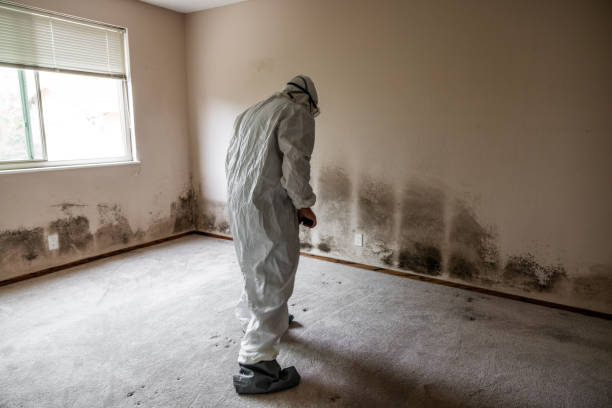 Best Black Mold Remediation in Lansdowne, VA