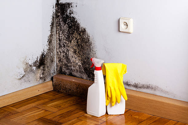 Best Attic Mold Remediation in Lansdowne, VA