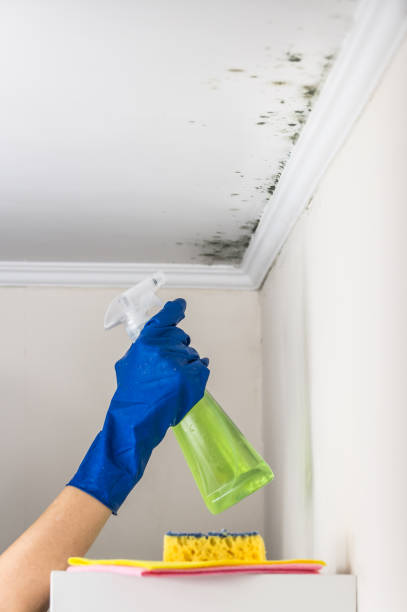 Professional Mold Remediation in Lansdowne, VA
