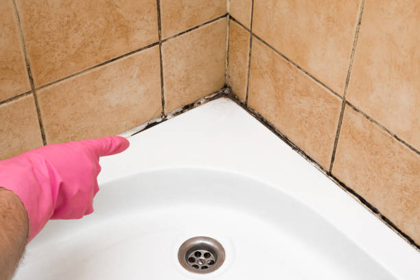 Best Basement Mold Remediation in Lansdowne, VA