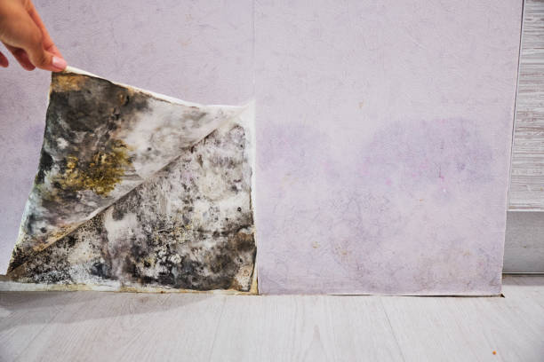 Trusted Lansdowne, VA Mold Remediation Experts